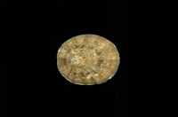 藏品(射線青螺)的圖片